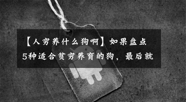 【人穷养什么狗啊】如果盘点5种适合贫穷养育的狗，最后就可惜了文章配图