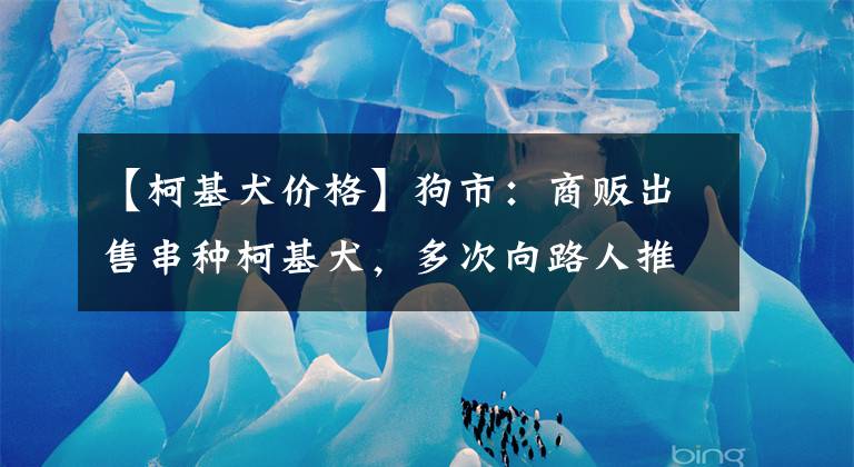 【柯基犬价格】狗市：商贩出售串种柯基犬，多次向路人推荐，报价500元！