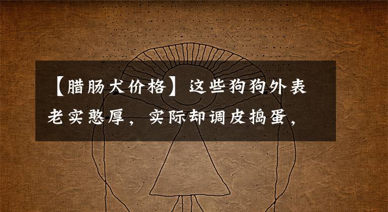 【腊肠犬价格】这些狗狗外表老实憨厚，实际却调皮捣蛋，不少人都被骗了