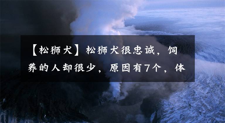 【松狮犬】松狮犬很忠诚，饲养的人却很少，原因有7个，体臭只是其中一个