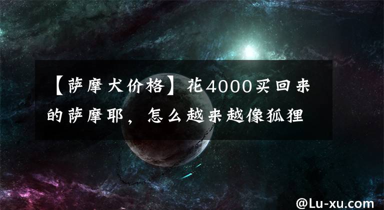 【萨摩犬价格】花4000买回来的萨摩耶，怎么越来越像狐狸，原来……