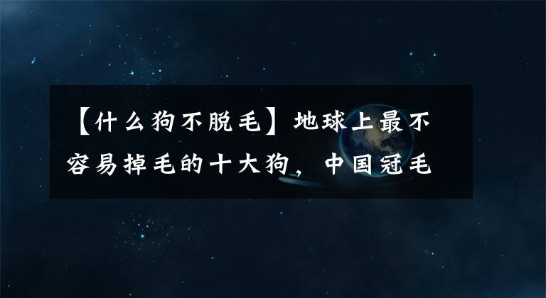 【什么狗不脱毛】地球上最不容易掉毛的十大狗，中国冠毛犬榜上有名，你喜欢哪个？