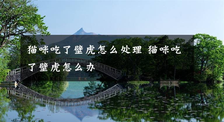 猫咪吃了壁虎怎么处理 猫咪吃了壁虎怎么办文章配图