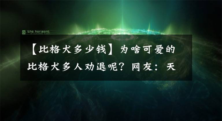 【比格犬多少钱】为啥可爱的比格犬多人劝退呢？网友：天天被投诉