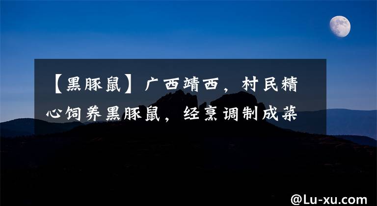 【黑豚鼠】广西靖西，村民精心饲养黑豚鼠，经烹调制成菜肴是一等一的美味！