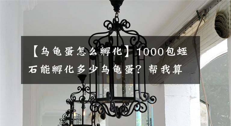 【乌龟蛋怎么孵化】1000包蛭石能孵化多少乌龟蛋？帮我算一下