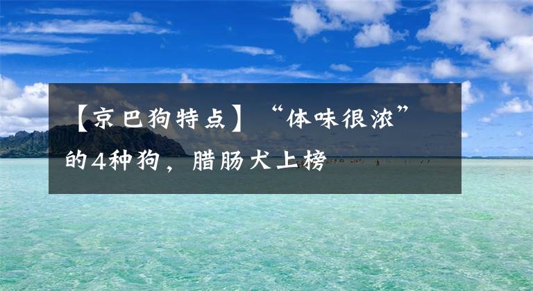 【京巴狗特点】“体味很浓”的4种狗，腊肠犬上榜