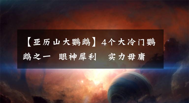 【亚历山大鹦鹉】4个大冷门鹦鹉之一 眼神犀利 实力毋庸置疑 可惜大家都不懂