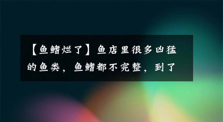 【鱼鳍烂了】鱼店里很多凶猛的鱼类，鱼鳍都不完整，到了我们家里就是有病了？