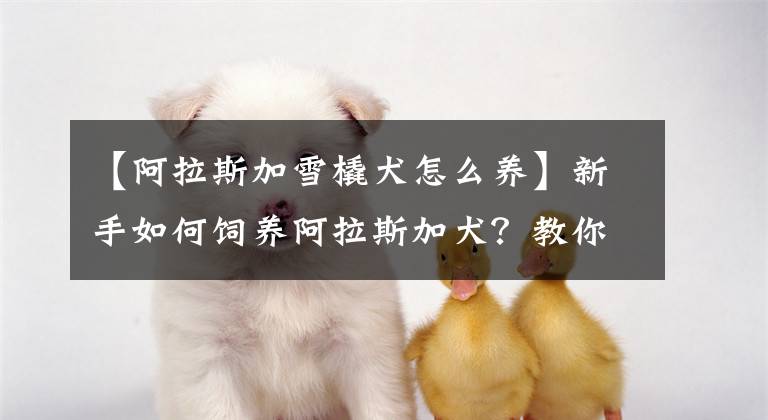 【阿拉斯加雪橇犬怎么养】新手如何饲养阿拉斯加犬？教你轻松饲养