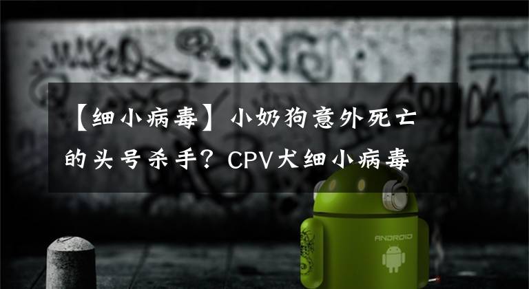 【细小病毒】小奶狗意外死亡的头号杀手？CPV犬细小病毒