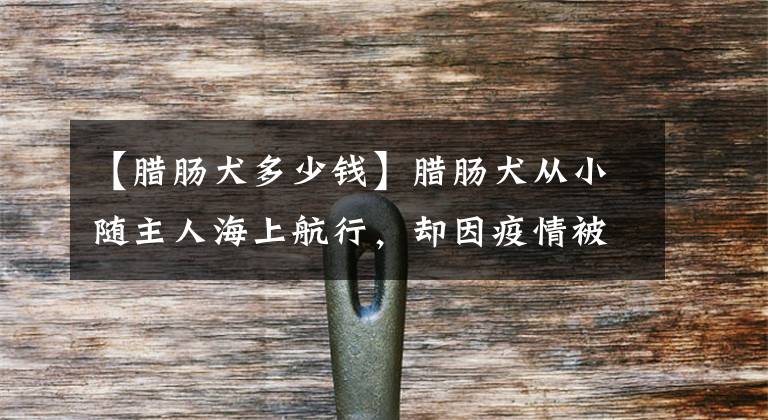 【腊肠犬多少钱】腊肠犬从小随主人海上航行，却因疫情被困农场4个月，从不跟牛玩