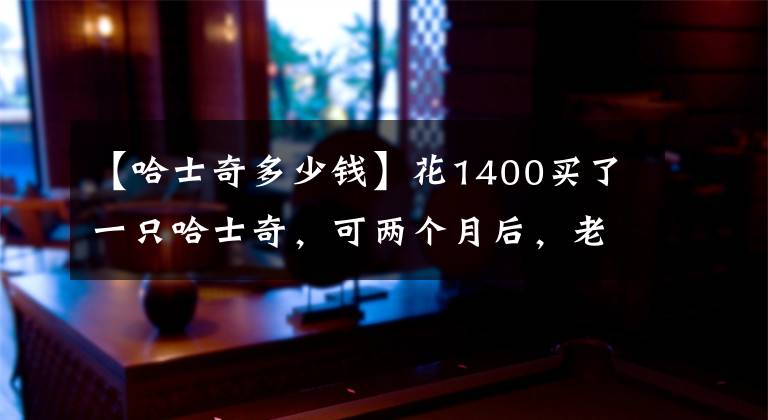 【哈士奇多少钱】花1400买了一只哈士奇，可两个月后，老爸叫我带着它一块滚蛋