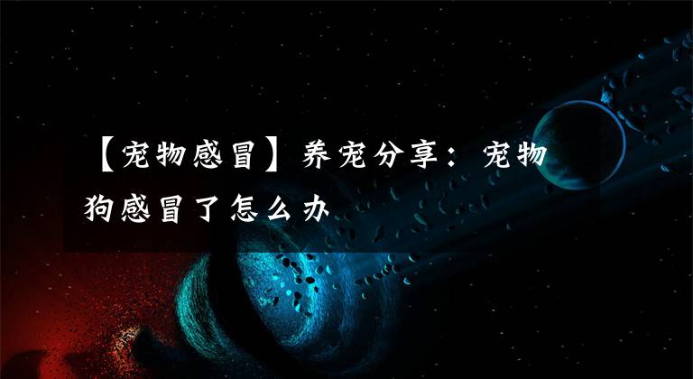 【宠物感冒】养宠分享：宠物狗感冒了怎么办