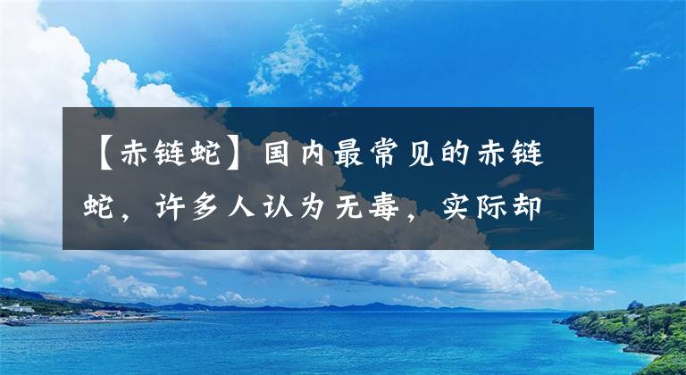 【赤链蛇】国内最常见的赤链蛇，许多人认为无毒，实际却是一种有毒蛇？