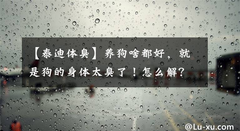 【泰迪体臭】养狗啥都好，就是狗的身体太臭了！怎么解？