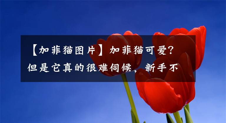 【加菲猫图片】加菲猫可爱？但是它真的很难伺候，新手不建议养加菲