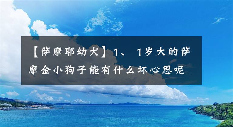 【萨摩耶幼犬】1、 1岁大的萨摩金小狗子能有什么坏心思呢？暗戳戳地欺负猫罢了