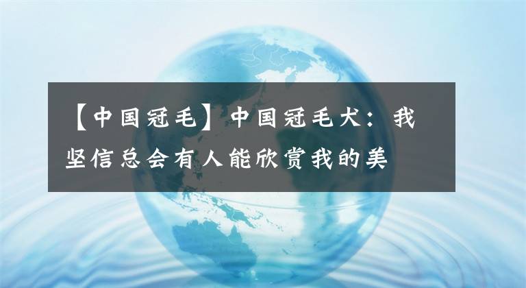 【中国冠毛】中国冠毛犬：我坚信总会有人能欣赏我的美