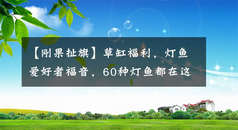 【刚果扯旗】草缸福利，灯鱼爱好者福音，60种灯鱼都在这了