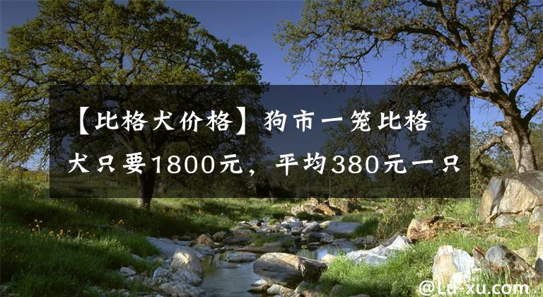 【比格犬价格】狗市一笼比格犬只要1800元，平均380元一只却无人问津！