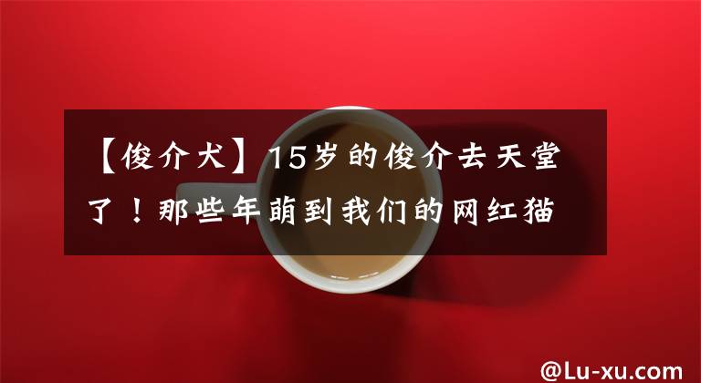 【俊介犬】15岁的俊介去天堂了！那些年萌到我们的网红猫狗你都认识吗？