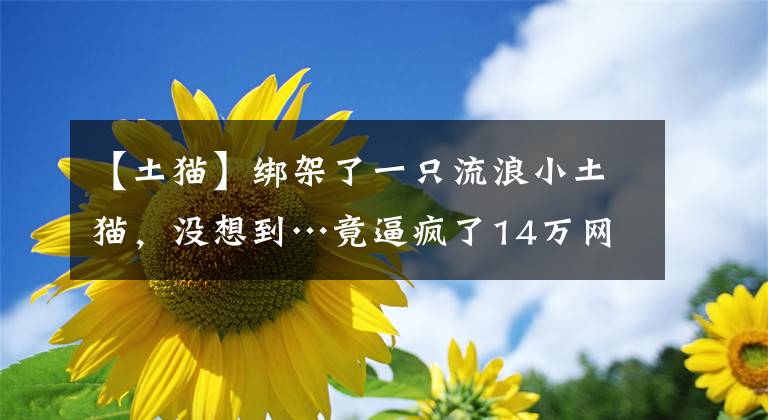 【土猫】绑架了一只流浪小土猫，没想到…竟逼疯了14万网友？