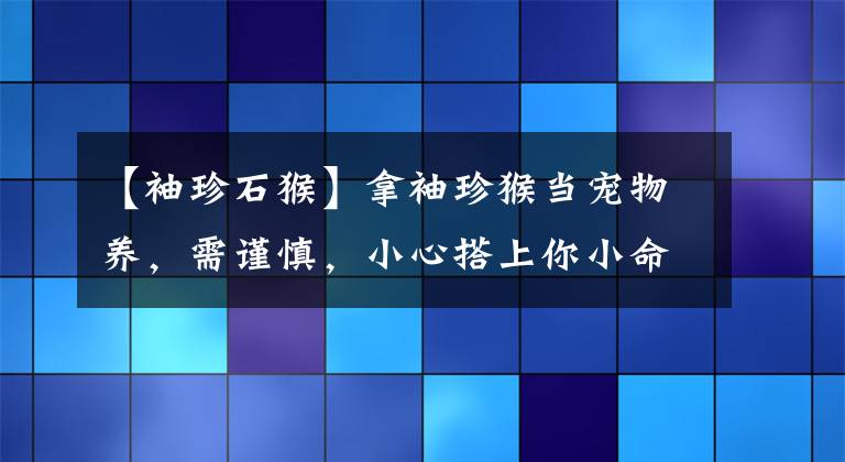 【袖珍石猴】拿袖珍猴当宠物养，需谨慎，小心搭上你小命哦