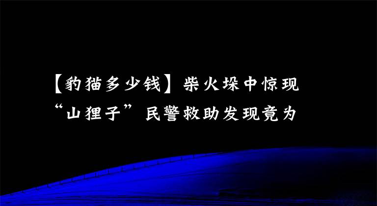 【豹猫多少钱】柴火垛中惊现“山狸子”民警救助发现竟为二级保护动物豹猫