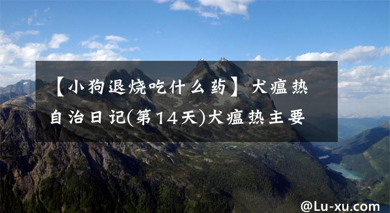 【小狗退烧吃什么药】犬瘟热自治日记(第14天)犬瘟热主要使用这几种药文章配图