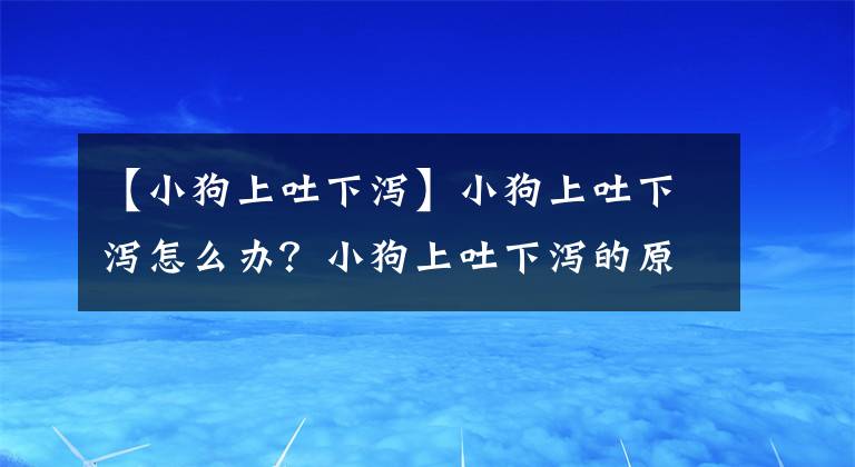 【小狗上吐下泻】小狗上吐下泻怎么办？小狗上吐下泻的原因有哪些？