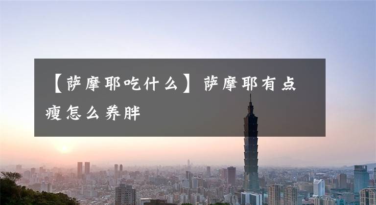 【萨摩耶吃什么】萨摩耶有点瘦怎么养胖