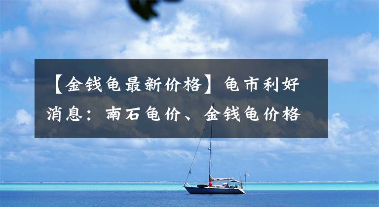 【金钱龟最新价格】龟市利好消息：南石龟价、金钱龟价格全面上涨