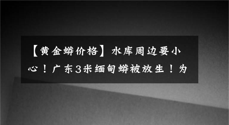 【黄金蟒价格】水库周边要小心！广东3米缅甸蟒被放生！为世界上最长蛇类之一