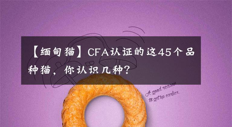 【缅甸猫】CFA认证的这45个品种猫，你认识几种？