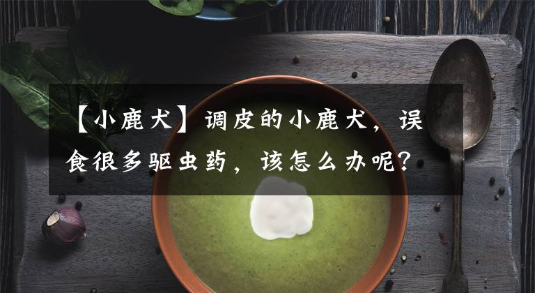 【小鹿犬】调皮的小鹿犬，误食很多驱虫药，该怎么办呢？