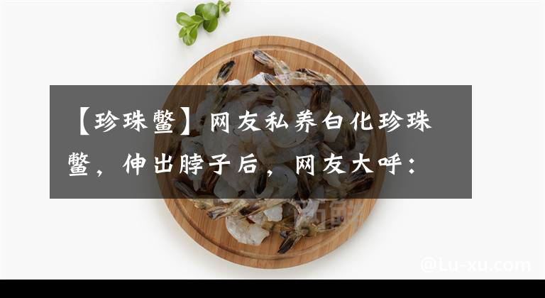 【珍珠鳖】网友私养白化珍珠鳖，伸出脖子后，网友大呼：“尼斯湖水怪”