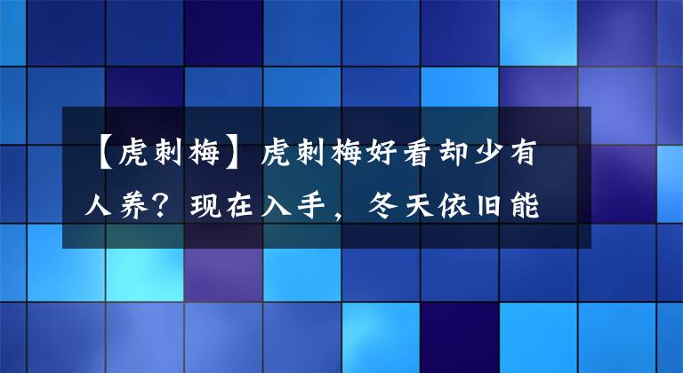 【虎刺梅】虎刺梅好看却少有人养？现在入手，冬天依旧能看花