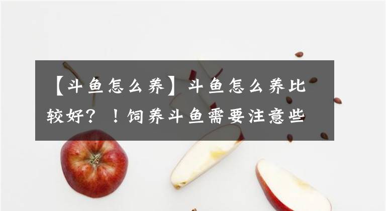 【斗鱼怎么养】斗鱼怎么养比较好？！饲养斗鱼需要注意些什么？！