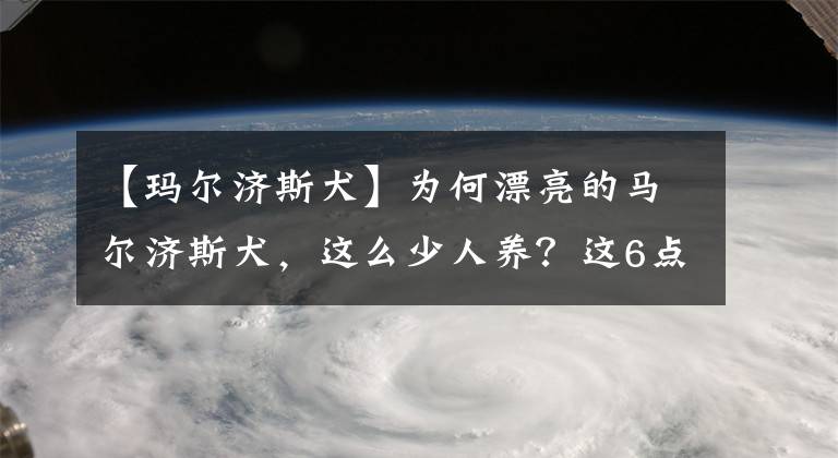 【玛尔济斯犬】为何漂亮的马尔济斯犬，这么少人养？这6点或许就是原因