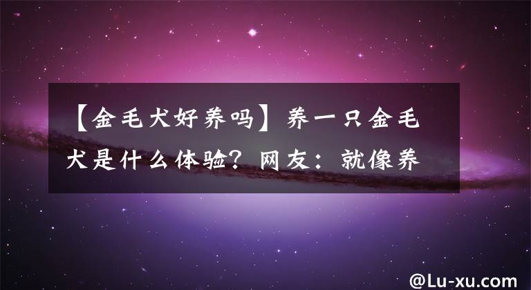 【金毛犬好养吗】养一只金毛犬是什么体验？网友：就像养了“白眼狼”