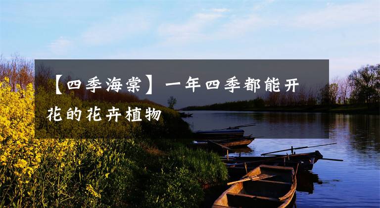【四季海棠】一年四季都能开花的花卉植物文章配图