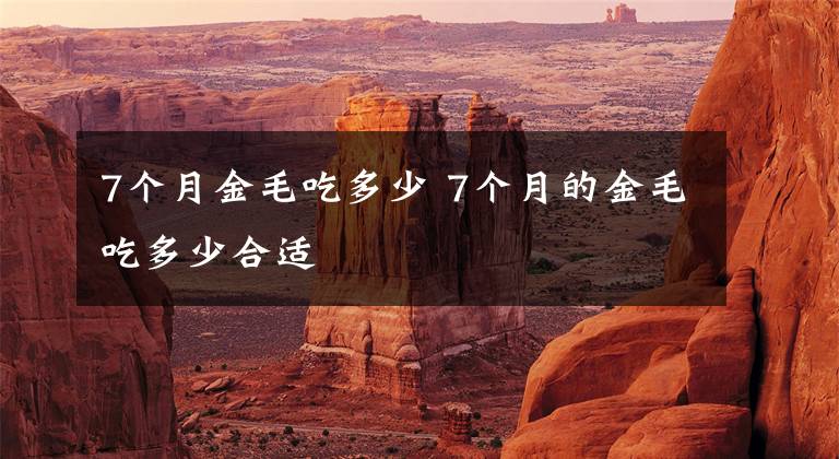 7个月金毛吃多少 7个月的金毛吃多少合适文章配图