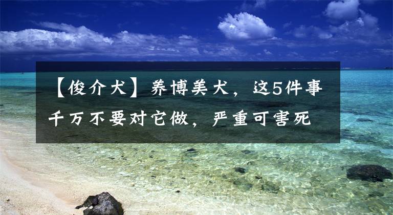 【俊介犬】养博美犬，这5件事千万不要对它做，严重可害死它