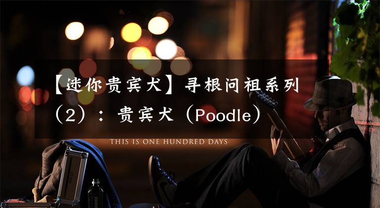 【迷你贵宾犬】寻根问祖系列（2）：贵宾犬（Poodle）