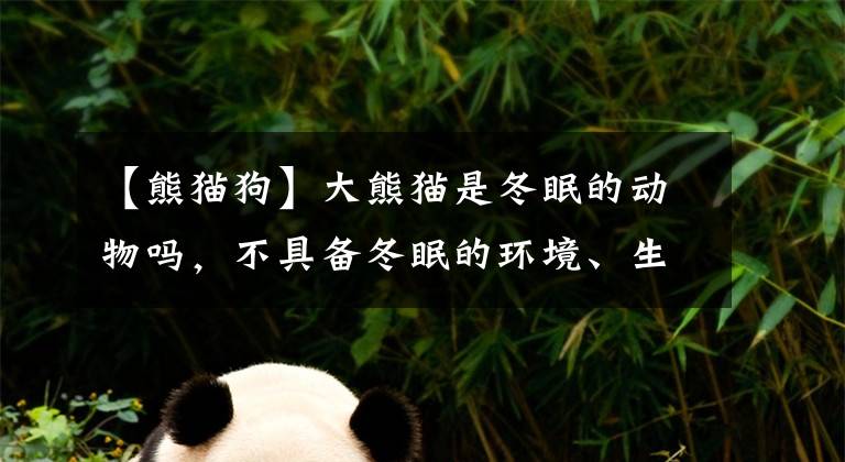 【熊猫狗】大熊猫是冬眠的动物吗，不具备冬眠的环境、生理、遗传条件