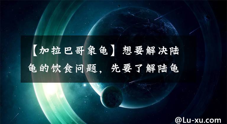 【加拉巴哥象龟】想要解决陆龟的饮食问题，先要了解陆龟的这些知识，浅谈陆龟需求