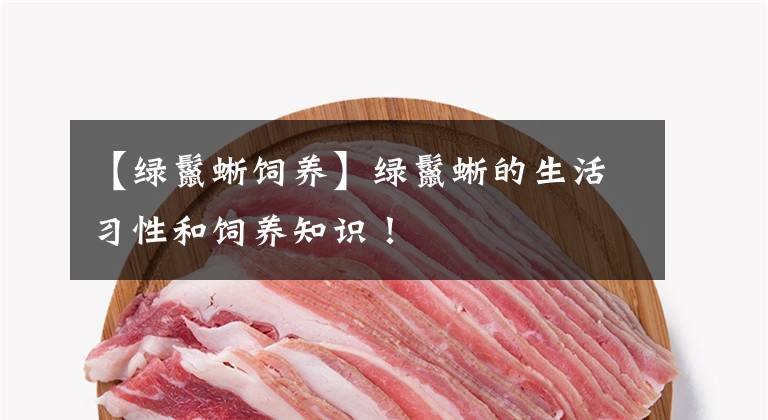 【绿鬣蜥饲养】绿鬣蜥的生活习性和饲养知识！