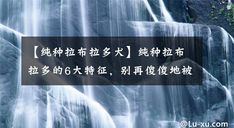 【纯种拉布拉多犬】纯种拉布拉多的6大特征，别再傻傻地被骗了