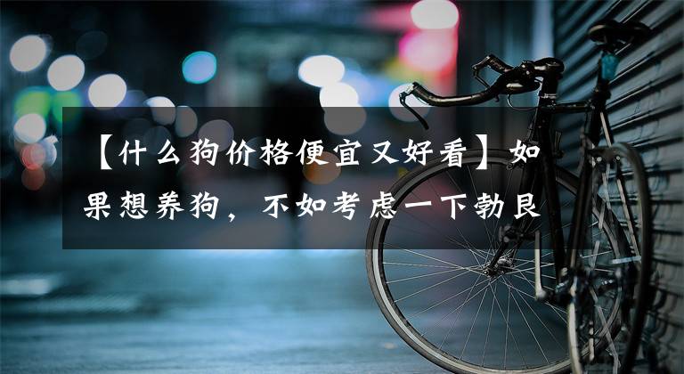 【什么狗价格便宜又好看】如果想养狗，不如考虑一下勃艮第狗。养得好就不贵文章配图